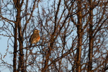 CreateYourLIght Theme 6 "Urban and Wildlife photography with Lina Kayser" asset