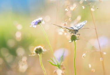 Macro Photography by Jeremy Ducrot. He shares his tips for getting started with macro photography for Nikon's magazine.