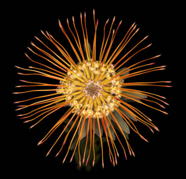 David Leaser provides a tutorial on focus stacking and a more advanced macro photography. Originally published in the Le Mag France Nikon.