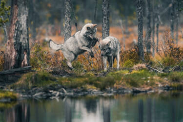 Konsta Punkka's wildlife photography with the Nikon Z 7II