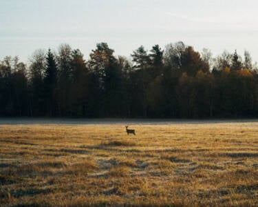 Linus Bergman | Nikon magazine