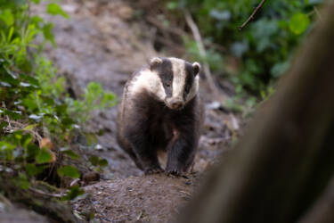 Nikon magazine - How to film wildlife at home with Hannah Stitfall