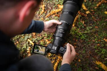 Nikon magazine - beginner bird photography with the Z5II and Samuel Houcken