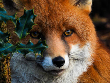 Nikon magazine - Festive challenge winners 