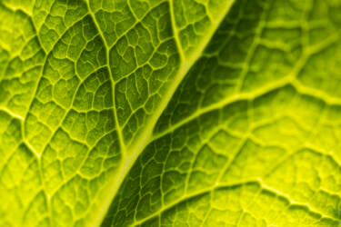 Nikon magazine - macro photography with spring flowers